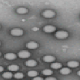 Nano Chaghi